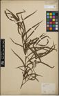 Foto von Salix humboldtiana Willd.